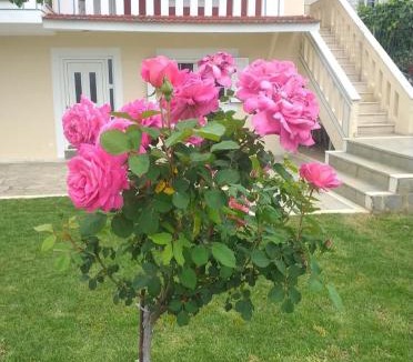 Monastiraki Apartment | Mytikas villa
