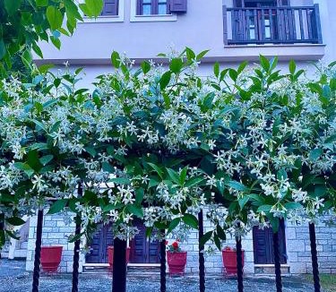 Trikala Apartment | top8 view
