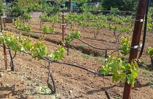Karystos House | Vineyard of Valta