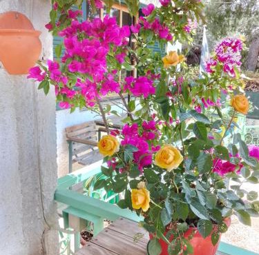 4 Seasons Island suites Athens Airport 2