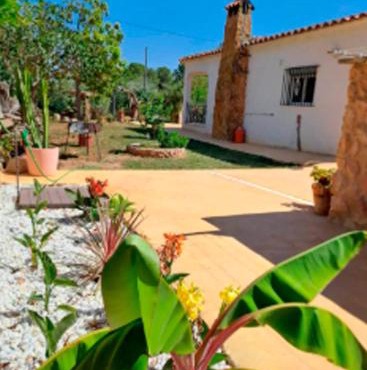 Buganvilla in Valencia