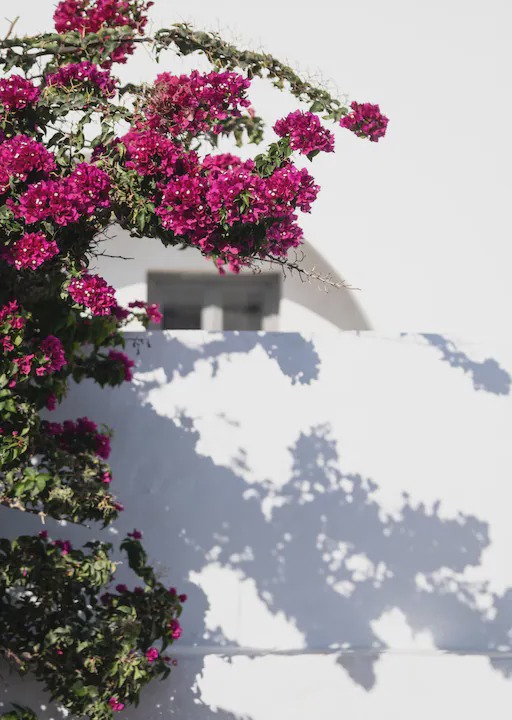 Photo of Others in Oia