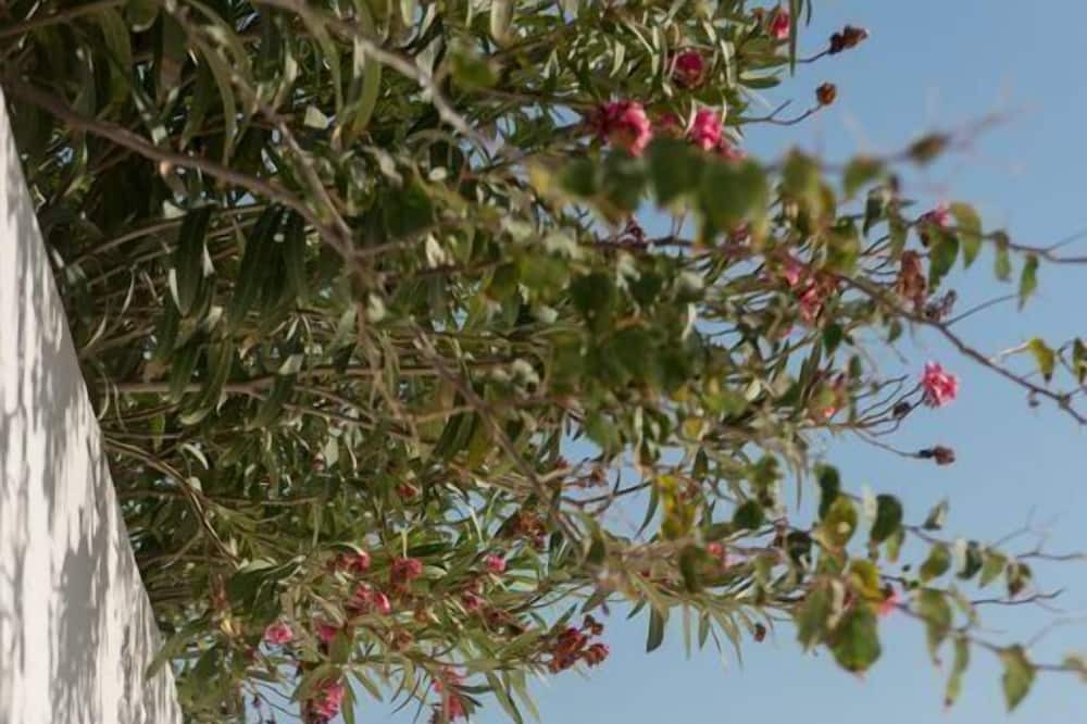 Photo of Outdoor in Fira
