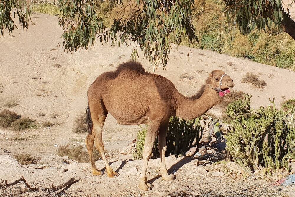Photo of Others in Sidi Badhaj