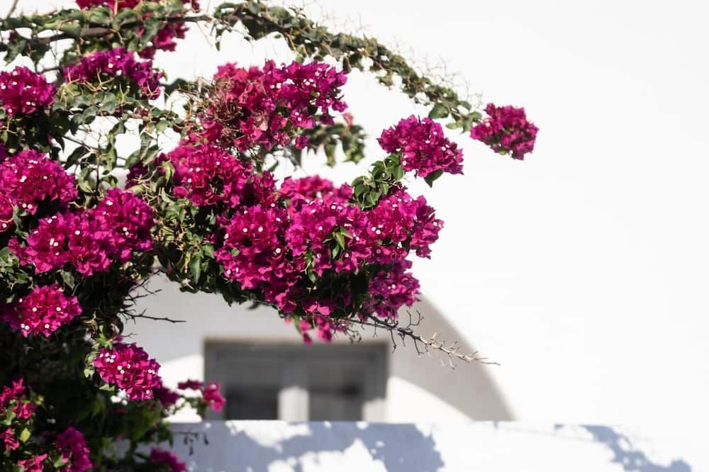 Photo of Outdoor in Oia