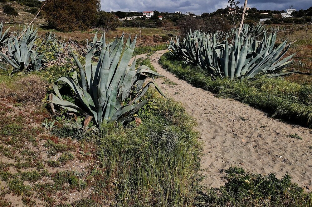 Photo of Outdoor in Pitsidia