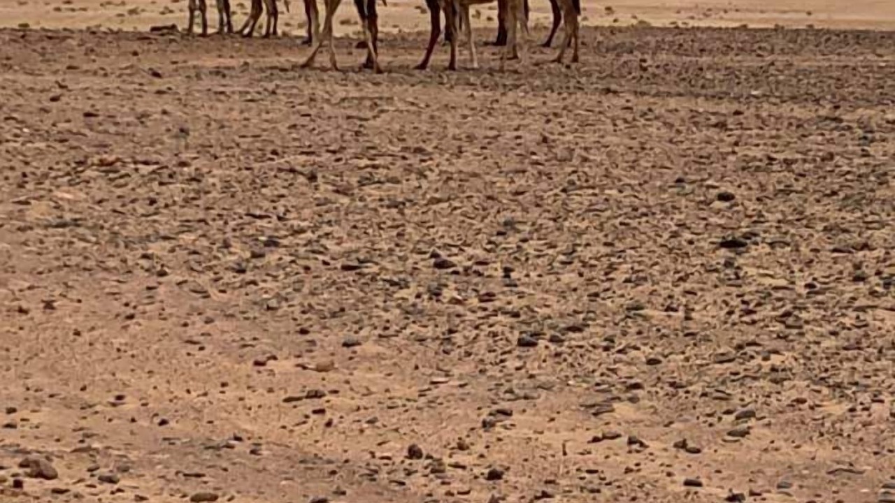 Photo of Others in El Gouera