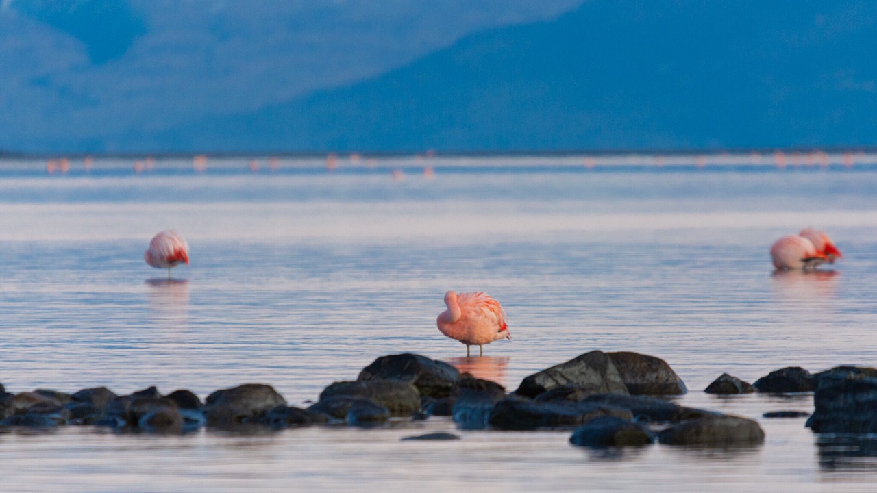 Photo of Outdoor in Macrozona Lago Argentino