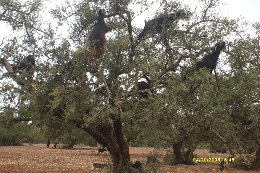 Photo of Outdoor in Taliouine