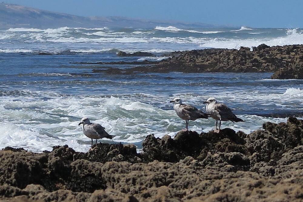 Photo of Others in Oualidia