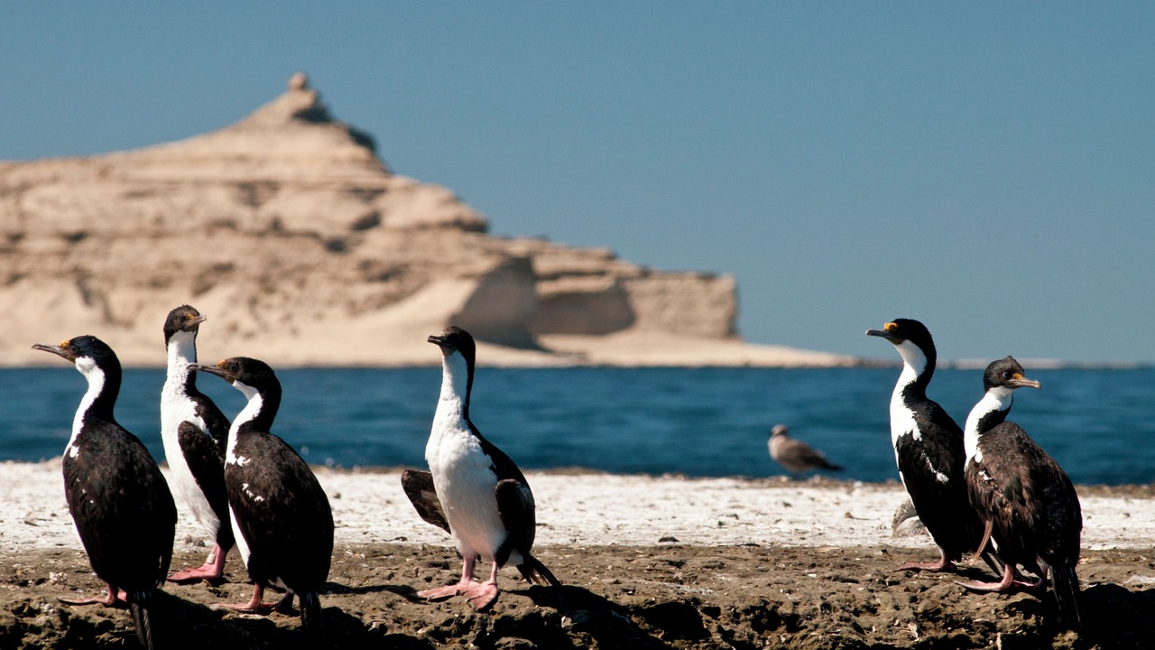 Photo of Others in Puerto Madryn