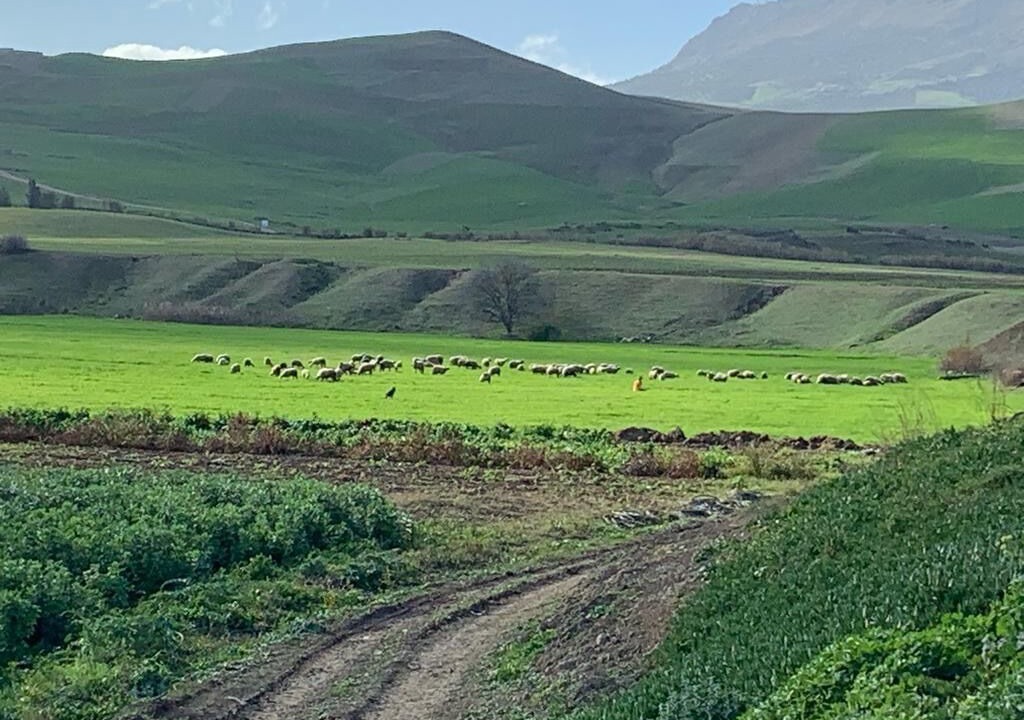 Photo of Others in Ain Kansra