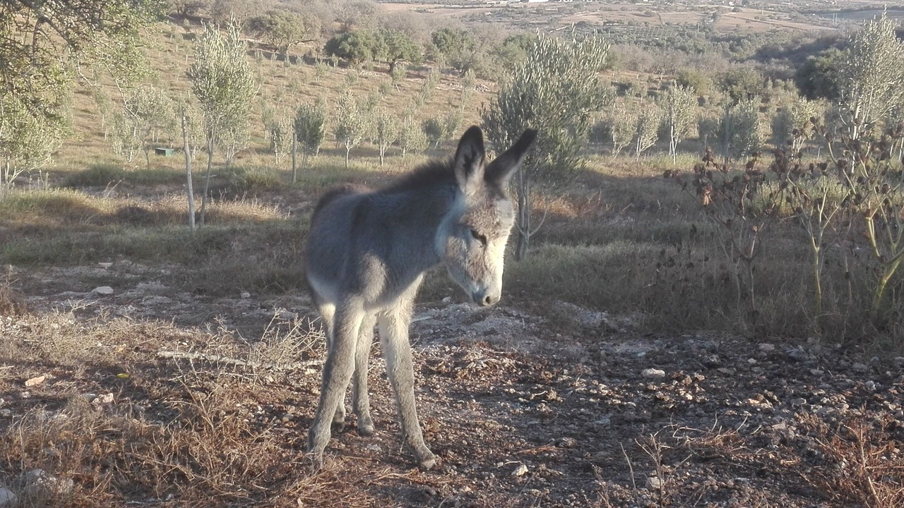 Photo of Outdoor in Moulay Bouzarqtoune