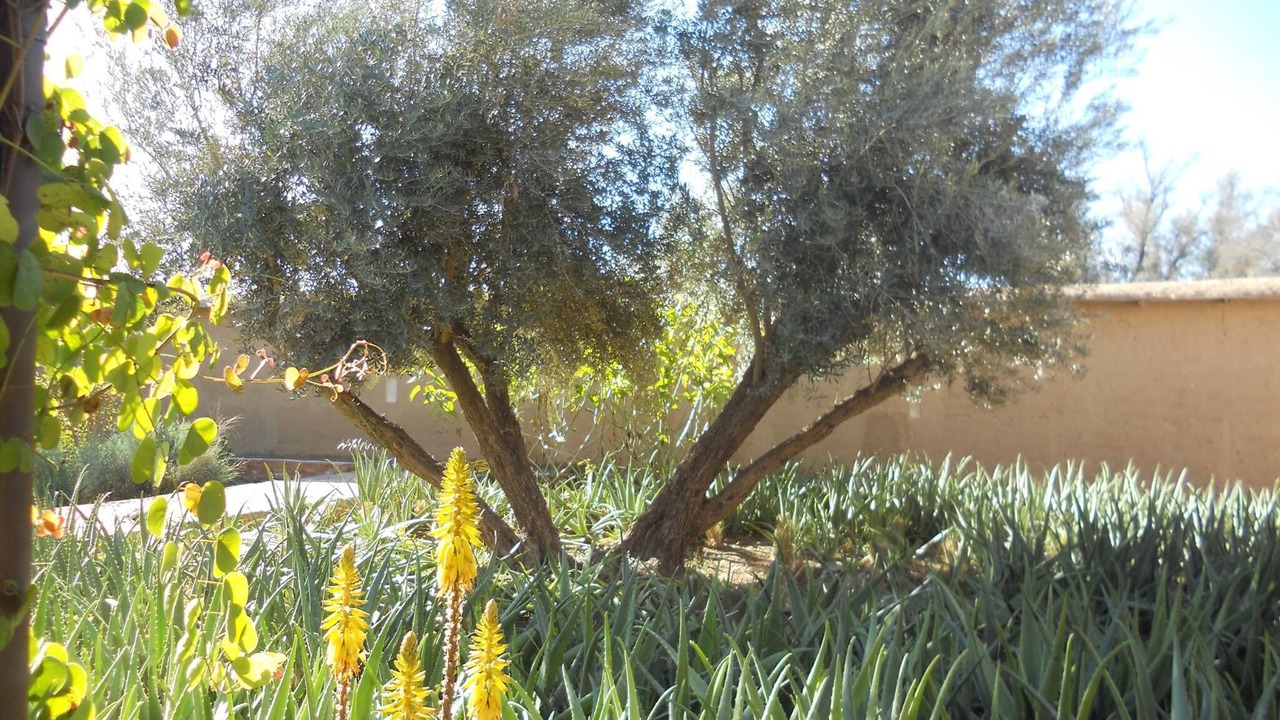 Photo of Outdoor in Taroudannt