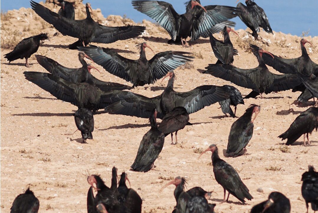 Photo of Others in Sidi R'bat