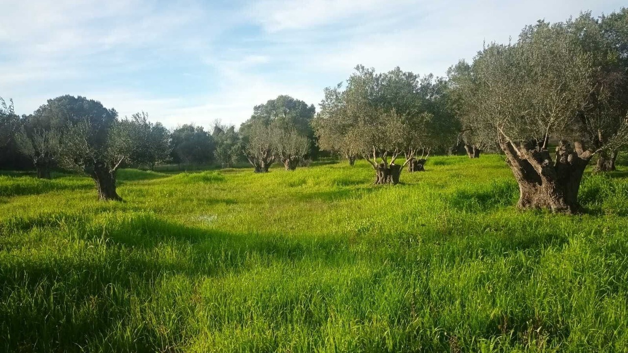 Photo of Others in Sarlata