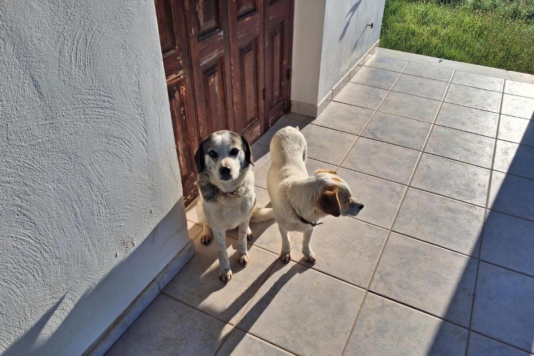Photo of Others in Pineios