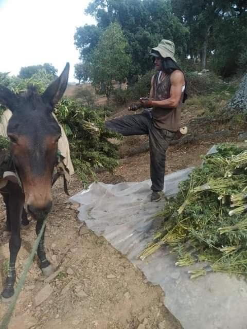 Photo of Others in Ketama