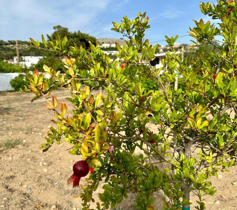 Photo of Others in Pefkos