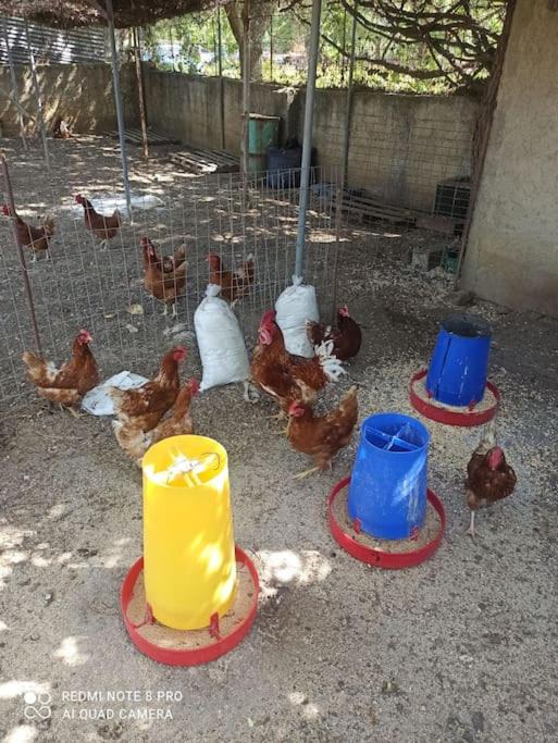Photo of Others in Karystos
