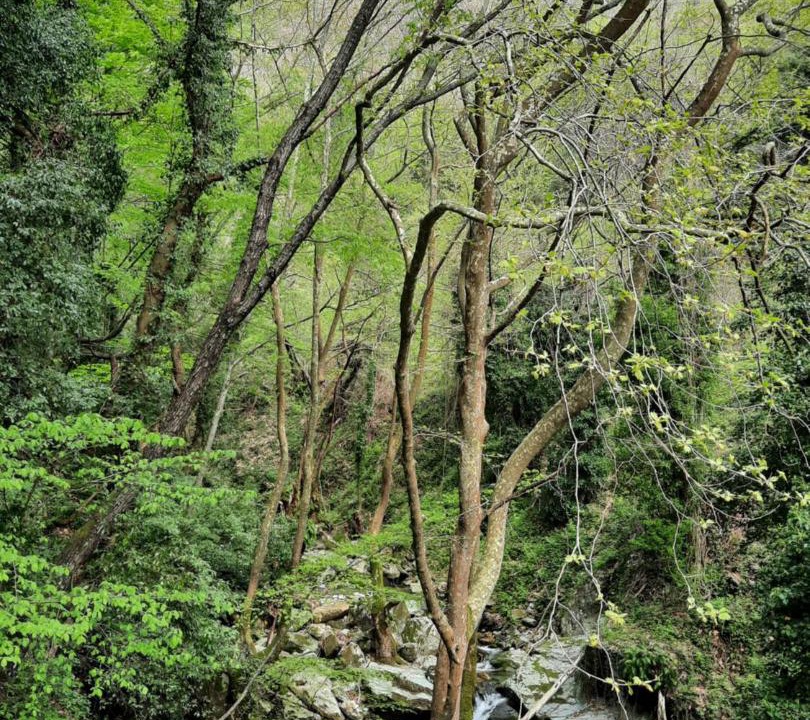 Photo of Others in Tsagarada