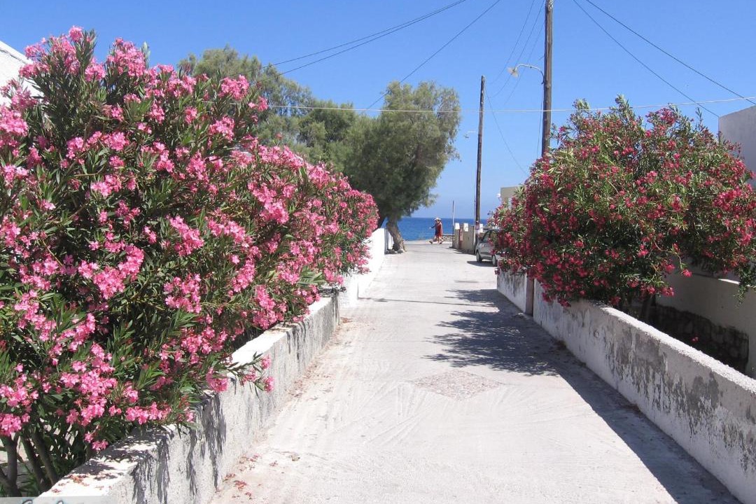 Photo of Others in Perissa