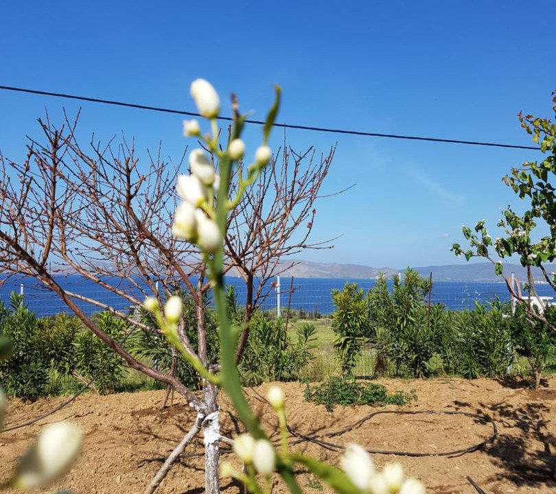 Photo of Others in Karystos