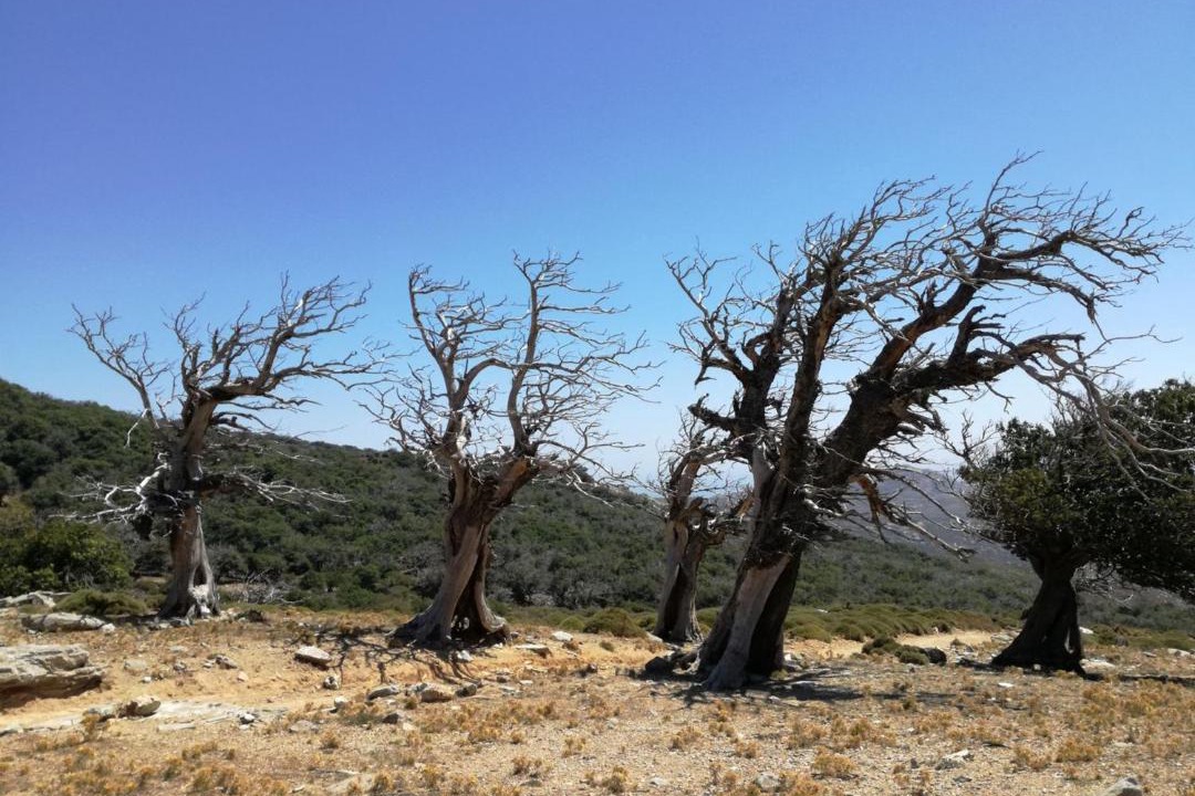 Photo of Others in Marmari