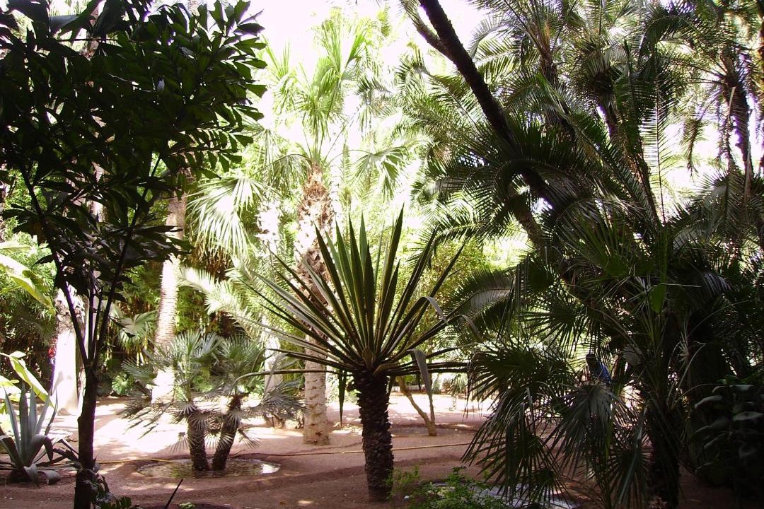 Photo of Outdoor in Majorelle