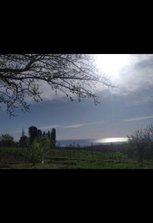 Stagira-Akanthos House | Mulberry Tree